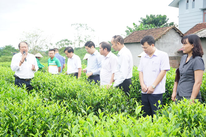 Các đại biểu đều đánh giá cao việc sử dụng phân bón Sông Gianh cho cây chè.