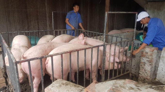 Bộ NN-PTNT sẽ áp dụng nhiều giải pháp để bình ổn giá lợn hơi, trong đó có tính đến phương án cho phép nhập khẩu lợn từ Campuchia. Ảnh: Nguyên Huân.