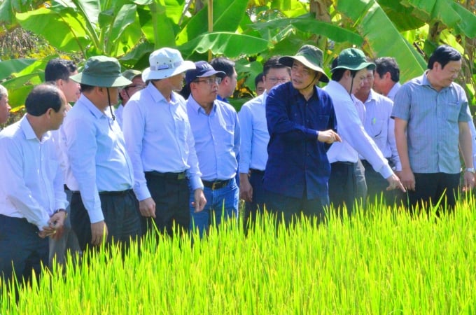 Đoàn công tác của Bộ NN-PTNT kiểm tra ảnh hưởng của hạn mặn trên lúa ĐX 2019-2020 tại Tiền Giang.