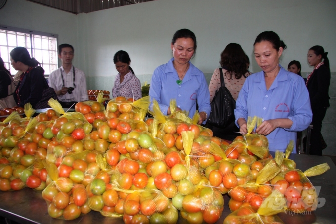 Sơ chế mặt hàng rau củ xuất khẩu. Ảnh: Minh Sáng.