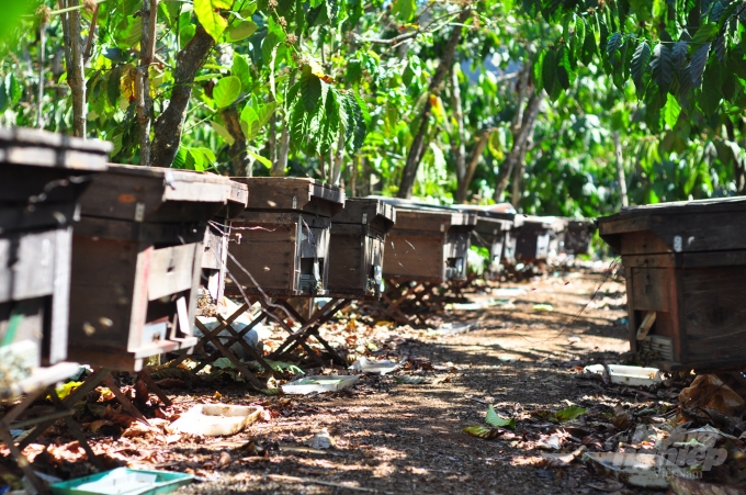 Hoa cà phê nở rộ giúp người nuôi ong ở Lâm Đồng có vụ mật bội thu. Ảnh: Minh Hậu.