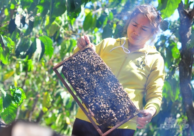 Mùa cà phê năm nay, gia đình bà Trần Thị Bá thu hoạch lượng lớn mật ong, lãi cả trăm triệu đồng. Ảnh: Minh Hậu.