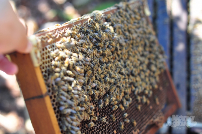 Mật ong mùa cà phê đang được các hộ nuôi ong bán với giá 80.000-100.000 đồng/lít. Ảnh: Minh Hậu.