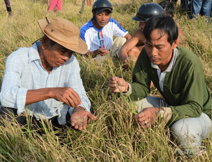 Ruộng lúa bị thiệt hại do thiếu nước tưới cuối vụ tại vùng U Minh Thượng. Ảnh: Trung Chánh.