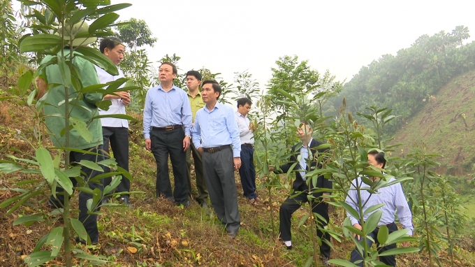 Dự án trồng quế là biểu tượng của ý Đảng lòng dân tại vùng chiến khu ATK Định Hóa.