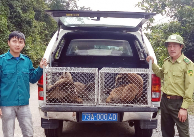 Cơ quan chức năng ở Quảng Bình thả động vật hoang dã vào rừng tự nhiên. Ảnh: TL.