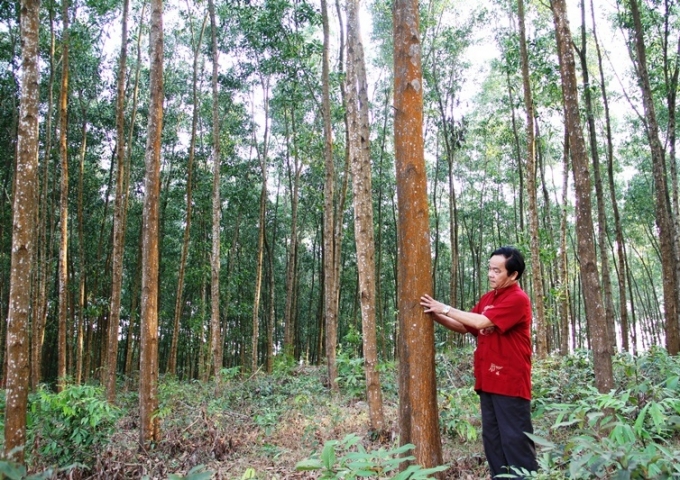 Trồng rừng gỗ lớn FSC theo hướng bền vững đang mang lại hiệu quả kinh tế cao cho HTX LNBV Hòa Lộc. Ảnh: Tiến Thành.