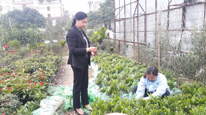 Chị Nguyễn Kim Đương, Trạm trưởng Trạm chuyển giao kỹ thuật và dịch vụ khuyến nông đang kiểm tra chất lượng cây keo giống tại vườn ươm của Trạm. Ảnh: Kiều Hải.