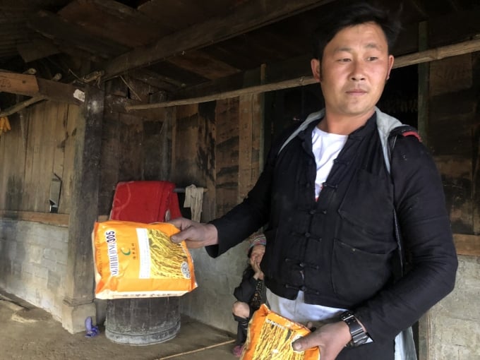 Một hộ dân ở Sa Pả, thị xã Sa Pa (Lào Cai) lo lắng khi mua phải giống lúa Nghi Hương 305 giả. Ảnh: Hải Đăng.