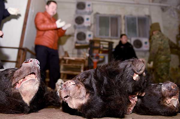 Phần còn lại của các con gấu đen được cảnh sát phát hiện và tịch thu ở Mianyang, Tứ Xuyên. Ảnh: China Daily.