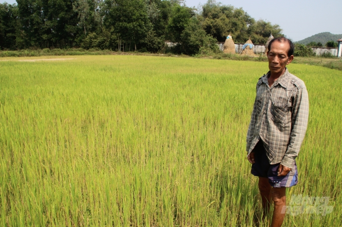 Nông dân Nguyễn Văn Ninh ở xã Tây Thuận đứng trong đám ruộng sản xuất lúa hè thu của mình chưa kịp trỗ đã bắt đầu cháy khô do không có nước tưới và trời lại không mưa. Ảnh: Vũ Đình Thung.