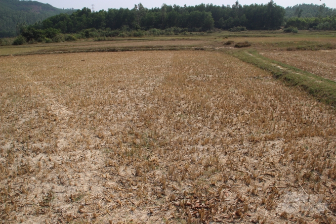 Những cánh đồng ở xã Tây Thuận trước đây là “ruộng mật” thì giờ đã biến thành “cánh đồng chết”. Ảnh: Vũ Đình Thung.