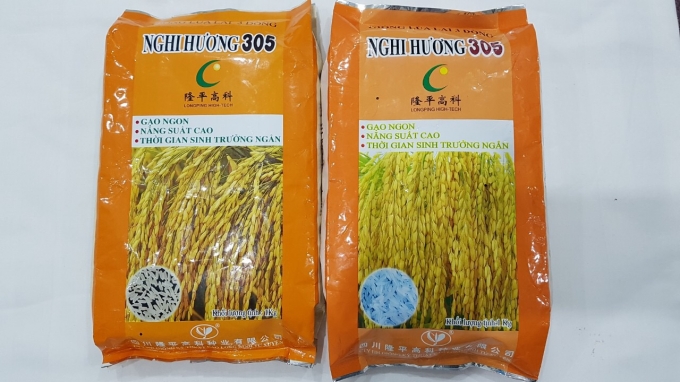 Giống lúa Nghi Hương 305 giả (trái) và thật (phải) chỉ khác nhau về màu sắc rất khó phân biệt. Ảnh: HĐ