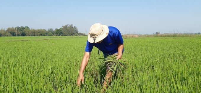 Nông dân tích cực chăm sóc lúa ở Quảng Ngãi.