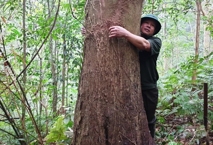 Việc bảo vệ tốt rừng cây bản địa giúp bà con sống 