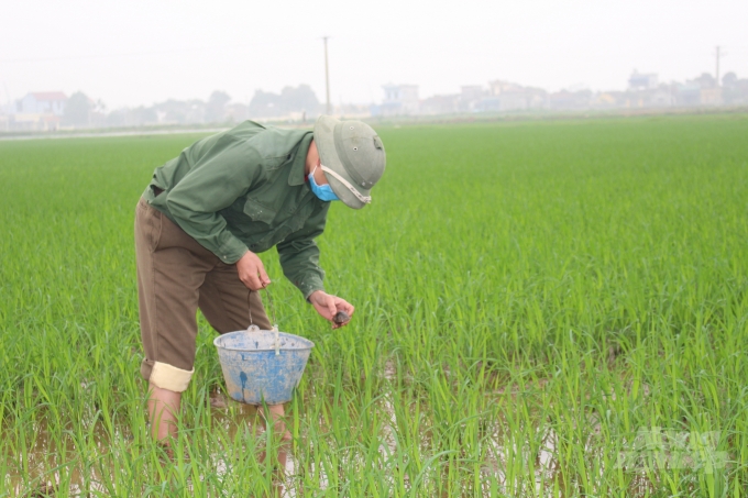 Nông dân Nam Định bắt ốc bằng phương pháp thủ công. Ảnh: Mai Chiến.