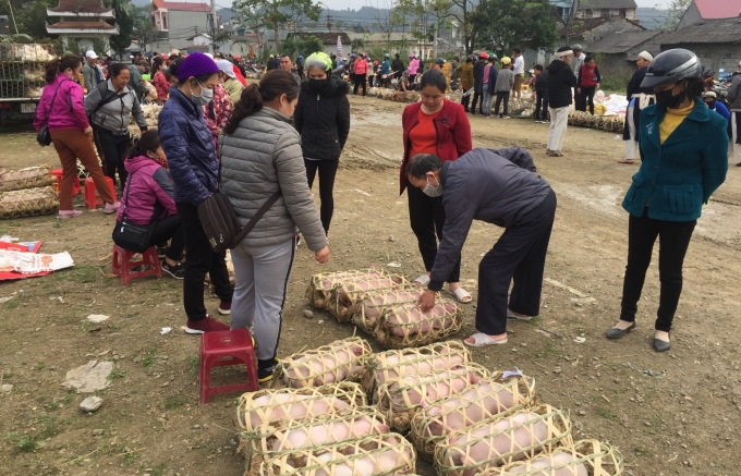 Người dân chọn mua lợn giống tại chợ gia súc, gia cầm huyện Trùng Khánh. Ảnh: Kông Hải.
