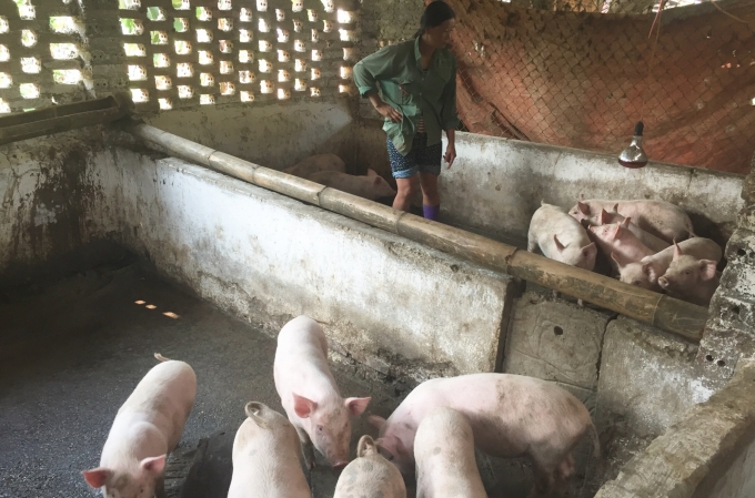 Chị Lý Thị Mai, xóm Mã Quan, thị trấn Nước Hai, huyện Hòa An đã mạnh dạn tái đàn lợn. Ảnh: Kông Hải.
