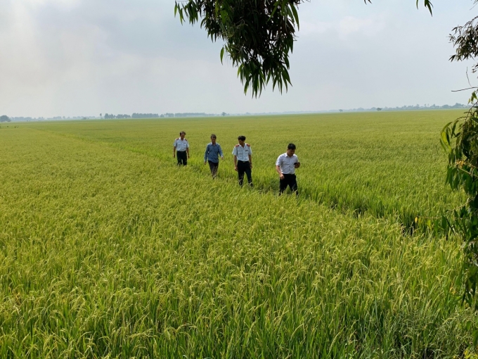 Thanh tra Sở NN- PTNT An Giang kiểm tra cánh đồng gieo cấy giống lúa Thiên Đàng.