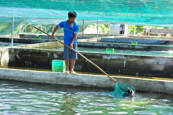 Mỗi bể nuôi rộng 100m2 có thể thả 1.500-2.000 cá tầm thương phẩm. Ảnh: Minh Hậu.