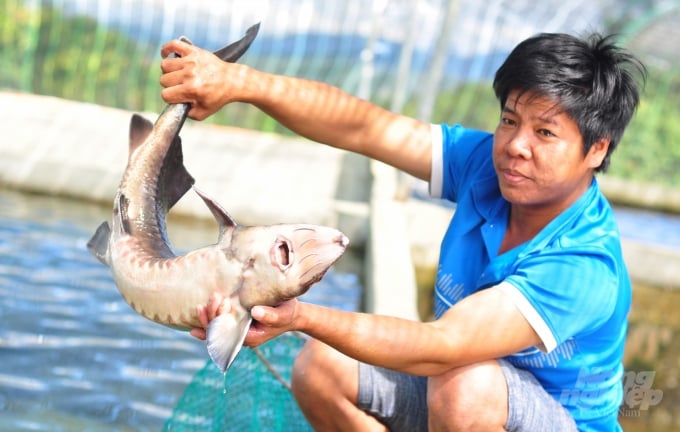 Mỗi năm, trang trại cá tầm của gia đình ông Huỳnh Ngọc Thu bán 100 tấn cá tầm ra thị trường. Ảnh: Minh Hậu.