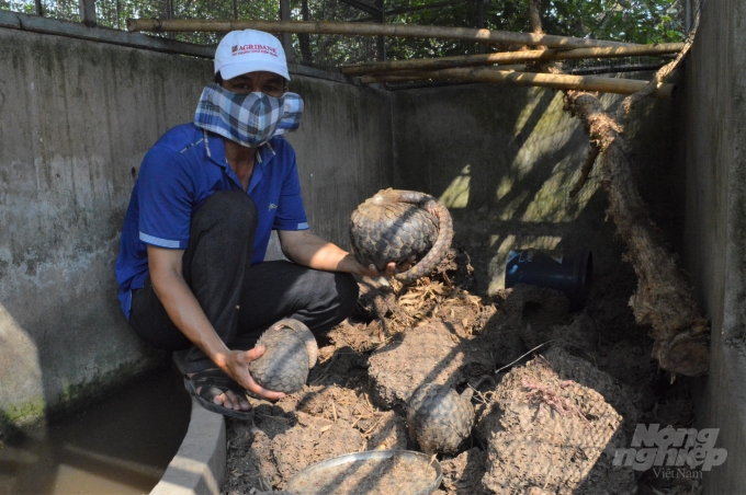 Tại VQG U Minh Thượng có Trung tâm cứu hộ, bảo tồn và phát triển sinh vật, đang cứu hộ nhiều loài động vật quý hiếm như: tê tê, cầy hương, rắn hổ mang chúa… Ảnh: Trung Chánh.