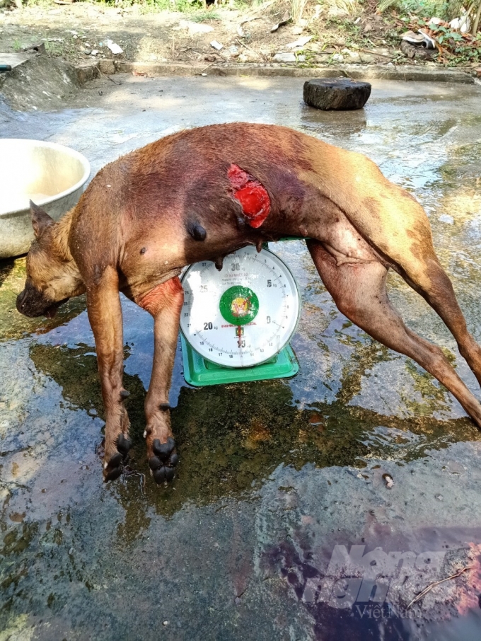 Tang vật của nhóm đối tượng vào vùng cấm Vườn quốc gia U Minh Thượng săn bắt tê tê bị Kiểm lâm bắt giữ. Ảnh: Trung Chánh.