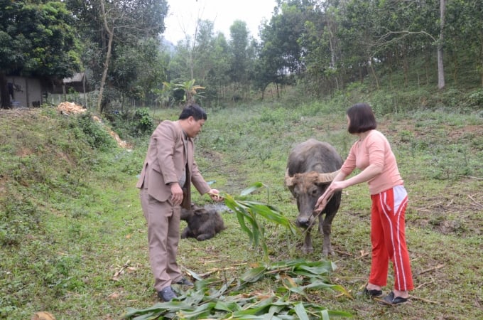 Thụ tinh nhân tạo giúp nâng cao tầm vóc đàn trâu, bò ở huyện Chiêm Hóa. Ảnh: Đào Thanh.