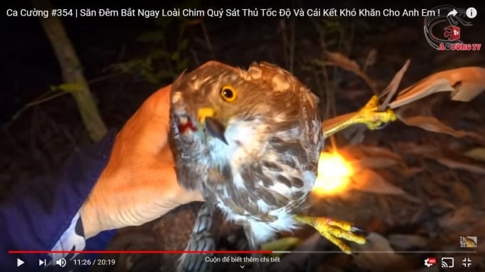 Một con chim quý bị săn bắn bằng súng cao su và quay video đưa lên Youtube của Ca Cường TV. Ảnh chụp màn hình.