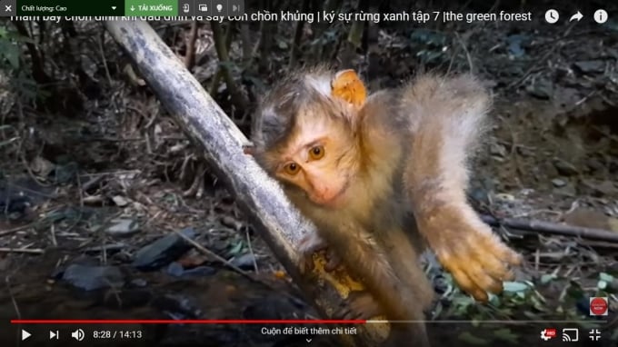 Một con khỉ bị dính bẫy dây trong kênh video trên youtube. Ảnh chụp màn hình.