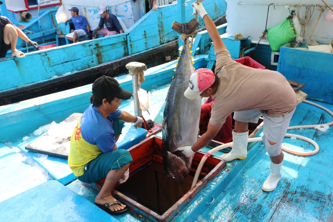 Từ năm 2018 đến nay, tàu cá Khánh Hòa không vi phạm khai thác trái phép tại vùng biển nước ngoài. Ảnh: Ngọc Thăng.