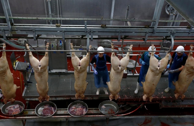 Miratorg là Tập đoàn sản xuất thịt lợn lớn nhất Liên bang Nga. Ảnh: Miratorg.