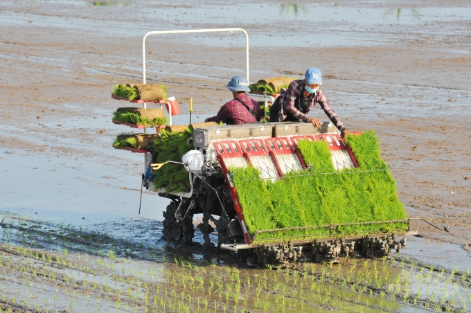 Tỉnh Sóc Trăng hỗ trợ tối đa các giải pháp kỹ thuật, khuyến khích nông dân chuyển đổi cơ cấu giống nhằm đem lại thu nhập cao cho người trồng lúa. Ảnh: Hoàng Vũ.