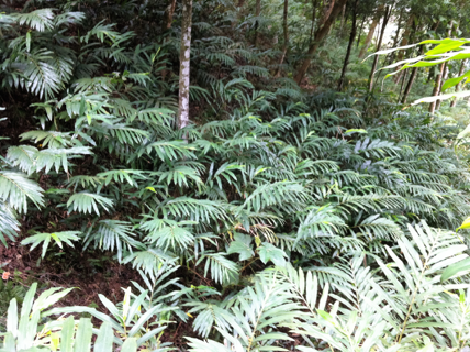 Sa nhân tím trồng dưới tán rừng keo.