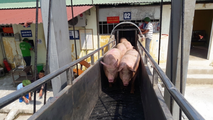Cần thêm thời gian để việc tái đàn chăn nuôi lợn tác động được tới thị trường. Ảnh: Nguyên Huân.