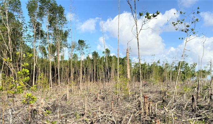 Đồng Nai đang tăng cường các biện pháp bảo vệ rừng trồng. Ảnh: MV.