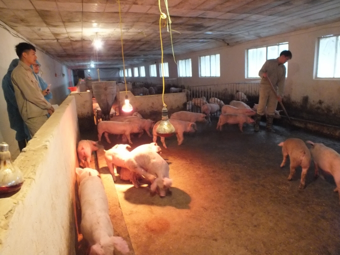 Nhiều nhận định cung - cầu thịt lợn sẽ trở lại cân bằng từ đầu Qúy III/2020 nếu đảm bảo tiến độ tái đàn. Ảnh: Lê Bền.