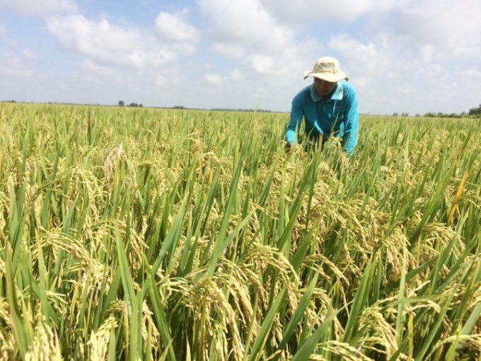 Chất lượng các loại giống lúa của Cty CP giống cây trồng Đồng Thápxuất bán đảm bảo an toàn, luôn được khách hàng ưa chuộng. Ảnh: Thanh Bình.