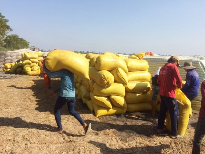 Vụ ĐX 2019-2020 Doseco liên kết thu mua 50ha lúa giống OM 4900 của nông dân huyện Tam Nông. Ảnh: Thanh Bình.