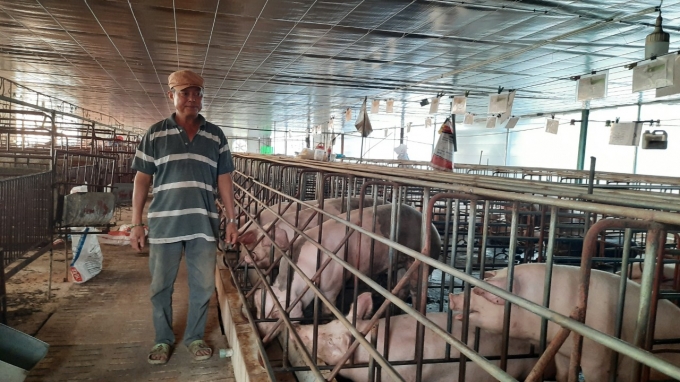 Khu chuồng lợn đang được nâng cấp để tái đàn của gia đình ông Toán. Ảnh: Trần Trung.