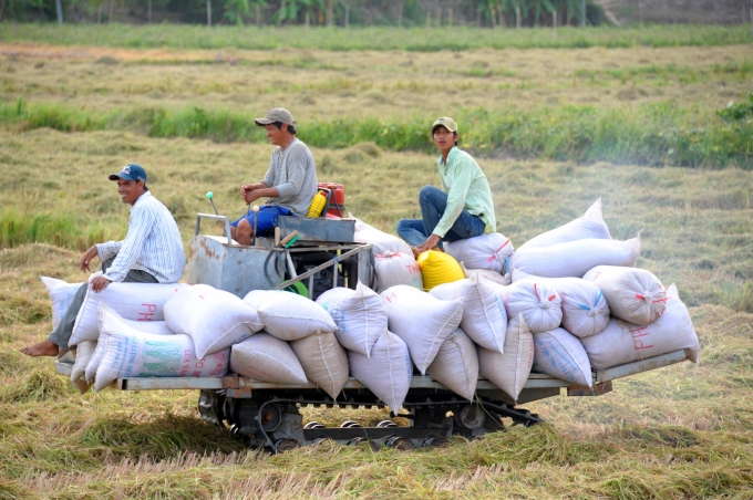 Cuối vụ lúa ĐX nhiều nông dân bán giá cao hơn từ 300 - 600 đồng/kg so với đầu vụ. Ảnh: Lê Hoàng Vũ.
