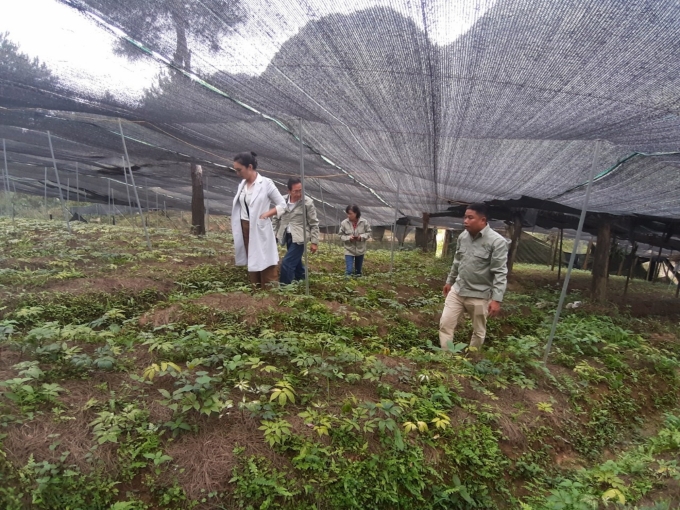 Anh Đặng Quang Trung (phải) đưa du khách thăm khu trồng tam thất. Ảnh: HĐ.