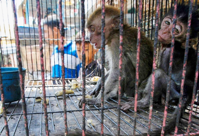 Khỉ đuôi dài bị bắt nhốt ở Indonesia. Ảnh: National Geographic.