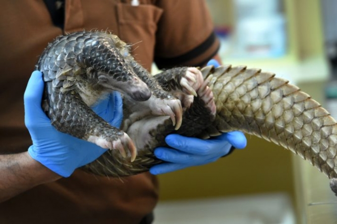 Nhân viên cứu hộ tê tê ở Trung Quốc. Ảnh: AFP/Getty Images.