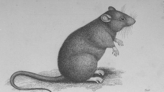 Chuột là loài động vật trung gian lây truyền vi khuẩn dịch hạch. Ảnh: CNN.