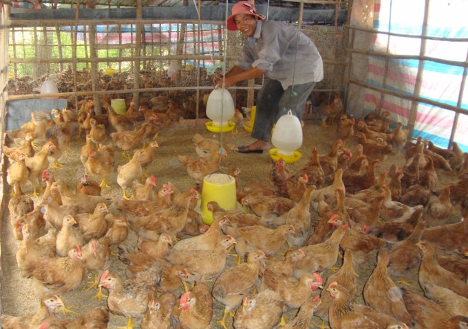 Thực hành chăn nuôi tốt trong chăn nuôi gà nông hộ (VietGAHP nông hộ).