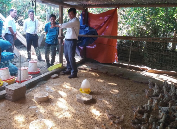 Trung tâm Khuyến nông tỉnh Phú Yên triển khai mô hình chăn nuôi gà thịt an toàn sinh học tại xã An Phú (TP Tuy Hòa).