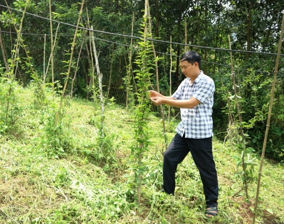 Anh Đỗ Anh Dũng, cán bộ Trung tâm Khuyến nông Thái Nguyên kiểm tra mô hình cây ba kích tại xã Nghinh Tường, huyện Võ Nhai. Ảnh: KH.