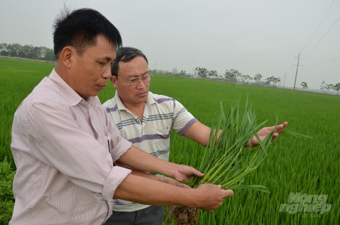 Kiểm tra sâu bệnh trên lúa Nhật ở huyện Ứng Hòa, Hà Nội. Ảnh: Dương Đình Tường.