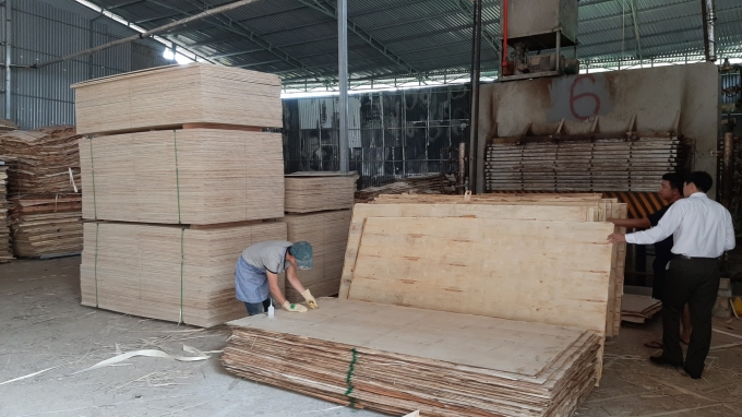Xưởng gỗ ép, gỗ dán Nà Chèn là đơn vị hiếm hoi ở Bắc Kạn vẫn sản xuất bình thường, nhưng cũng chưa có đơn hàng kế tiếp. Ảnh: Toán Nguyễn.